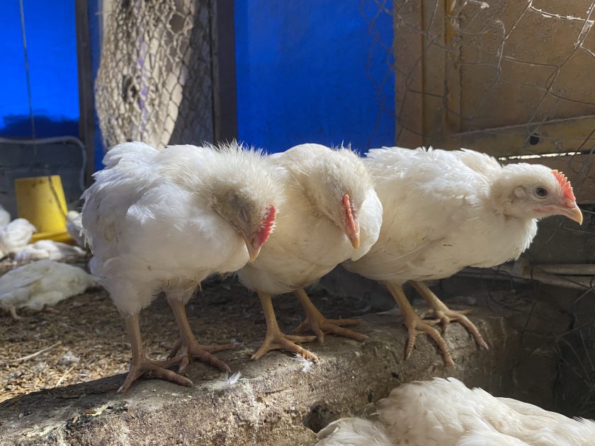 Enfermedades zoonóticas: campilobacteriosis, salmonelosis...