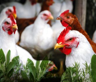 Combatiendo la Coccidiosis aviar, ¿qué alternativas hay?