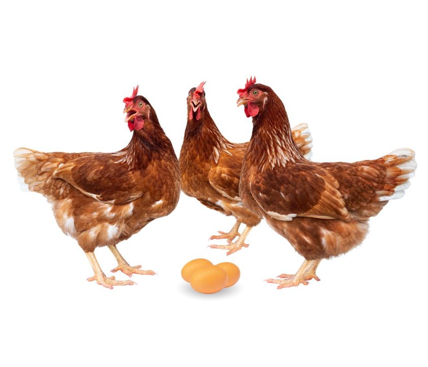 El inicio de la postura en gallinas ponedoras: ¡Un período clave en la producción!