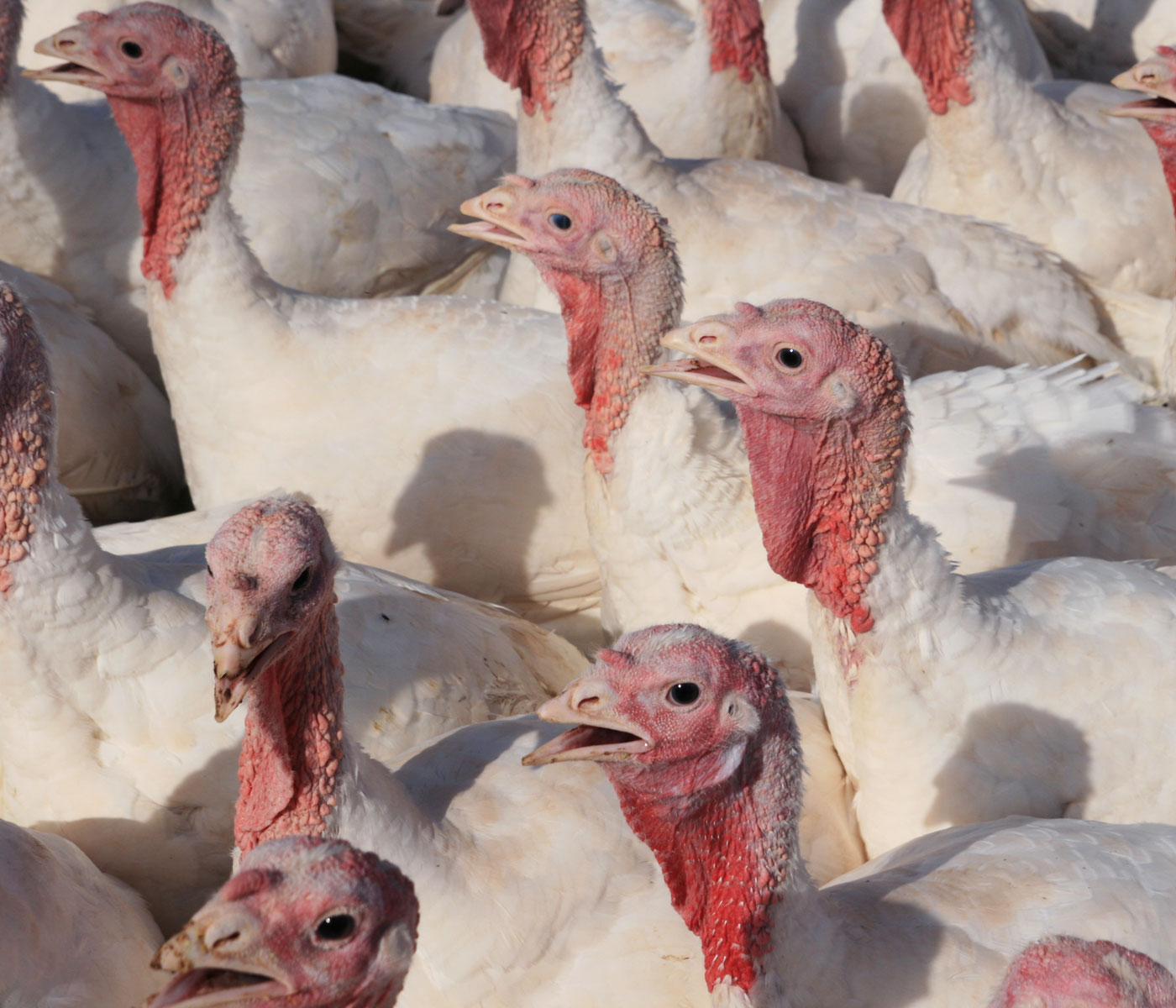 Bird flu outbreak in Germany: 11,500 turkeys slaughtered