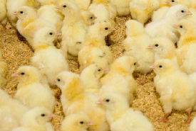 Pododermatitis: problema habitual en la industria avícola