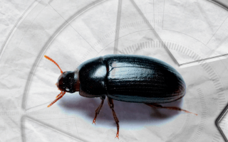Alphitobius diaperinus: um dos principais disseminadores de Escherichia coli Multirresistente na produção de frangos de corte
