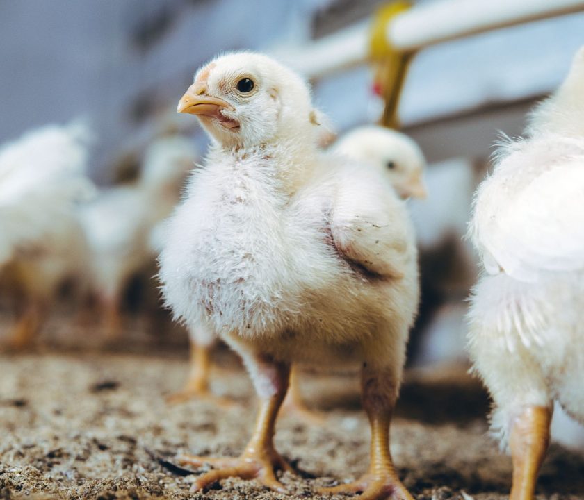 Prevenir la pododermatitis en avicultura