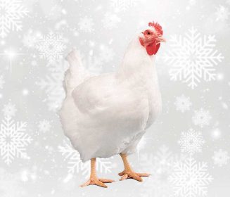 Iamgen Revista Cobb-Vantress resalta las estrategias de gestión invernal para mejorar el rendimiento de los pollos de engorde: Parte I