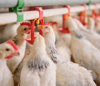 Iamgen Revista Uso de un acidificante de agua ( Pectriacid ® H2O) como sanitizante y aditivo para el aprovechamiento nutritivo en pollos de engorde: Una Revisión actualizada