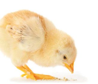 Iamgen Revista Fundamentos e importancia de la nutrición temprana en la avicultura