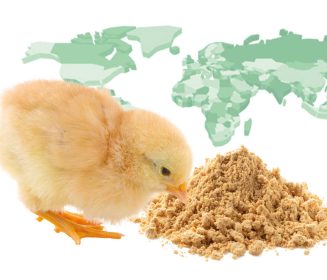 Iamgen Revista Why should we segregate soybean precision nutrition meals by origin in poultry feed formulation?