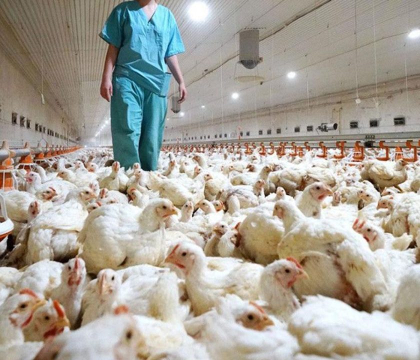 Argentina profundiza fiscalización y control en granjas avícolas para prevenir Influenza Aviar