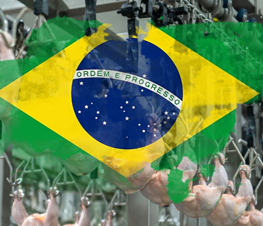 Brasil: Exportaciones de carne de pollo crecen en 6,6% durante el 2023