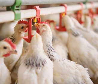 Iamgen Revista Use Of a Water Acidifier PL ORGANICS H2O For Nutritional Utilization In Broilers: An Updated Review