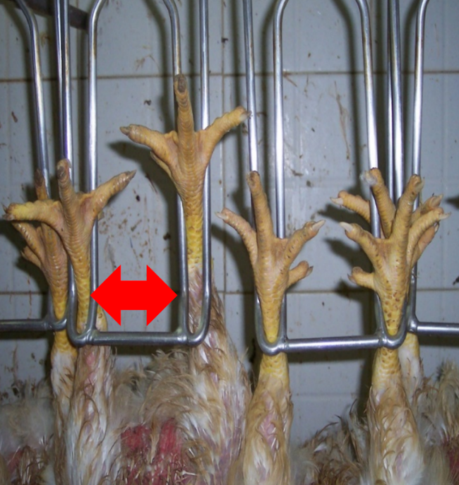 Control de proceso durante la prefaena hasta el sacrificio pollos