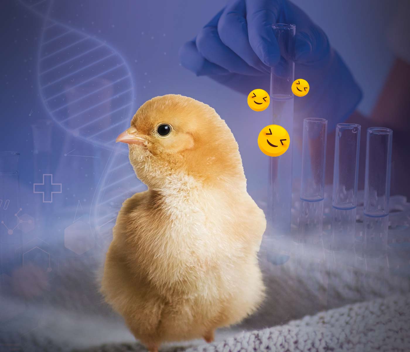 Estudio bioquímico y acústico de los efectos del pienso complementario Licuicel Complex sobre el bienestar de pollitos recién nacidos