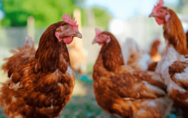 Advances in Sustainable Poultry Production