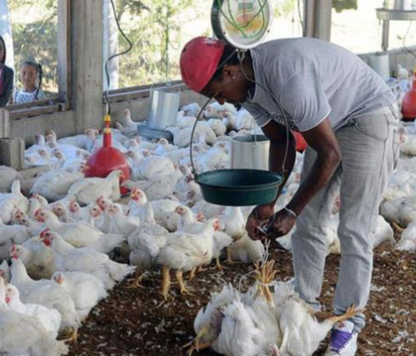 Productores avícolas dominicanos rechazan importación de alimentos libre de aranceles