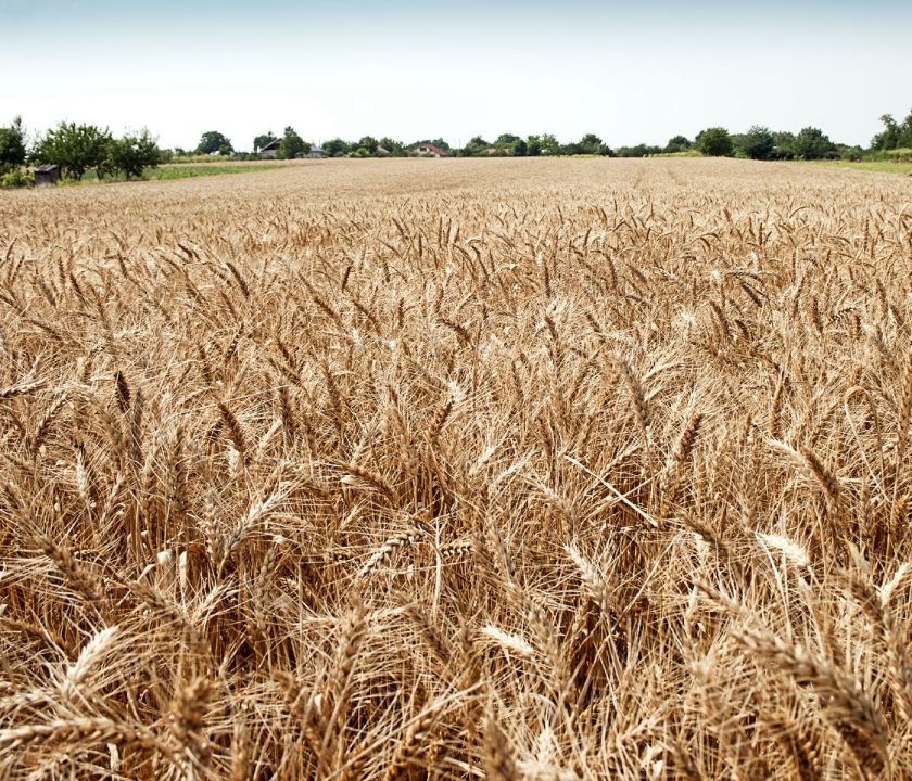 Los cerealistas son los grandes perdedores del año en el campo