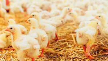 Reducción de emisiones en granjas avícolas