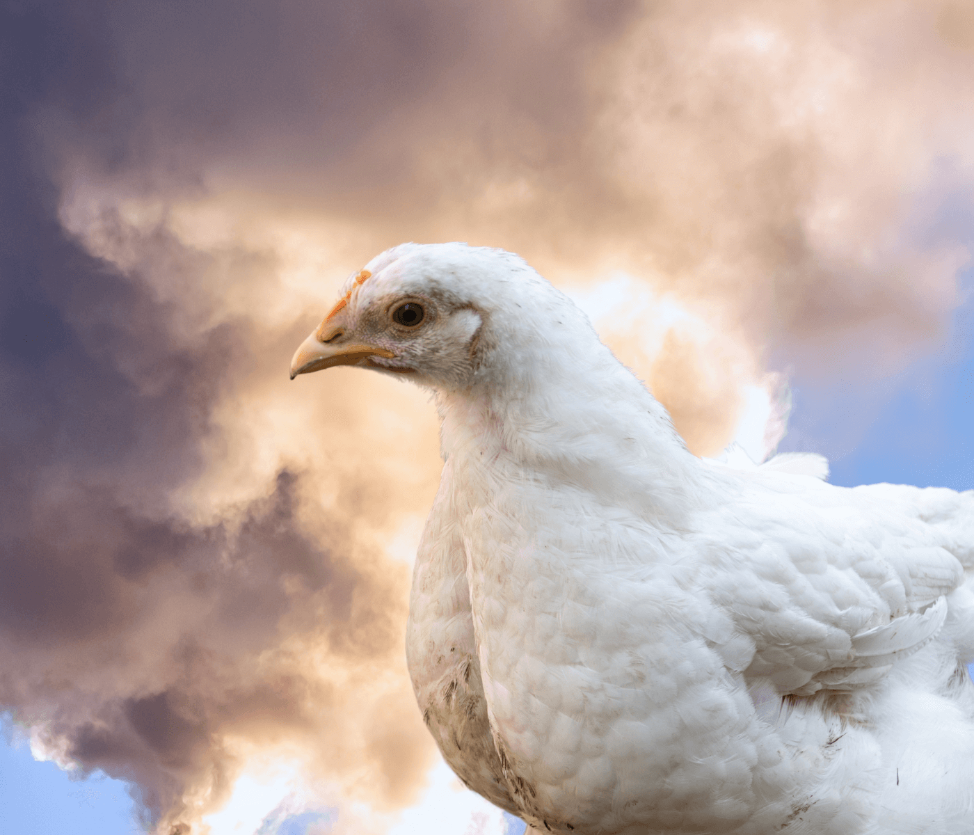 Reducción de emisiones de gases en granjas avícolas
