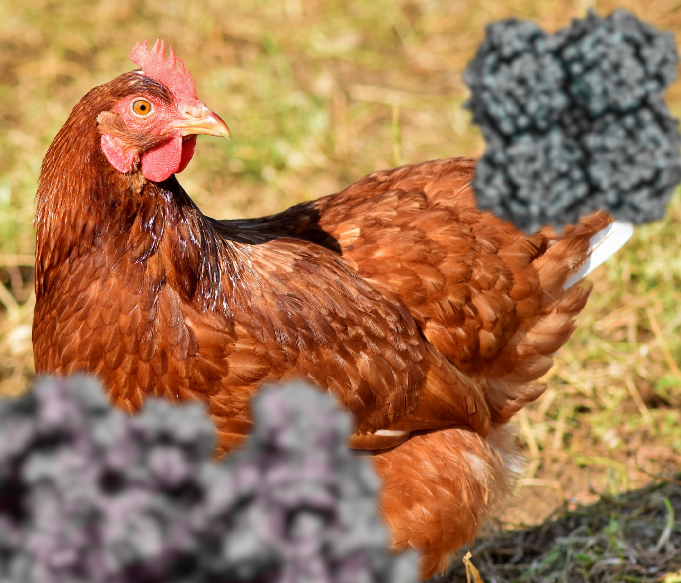 ¡Inscríbete ya en el IX Curso de Sanidad Avícola!