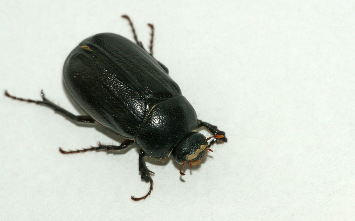 Alphitobius diaperinus