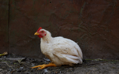 Avian coccidiosis increases poultry mortality