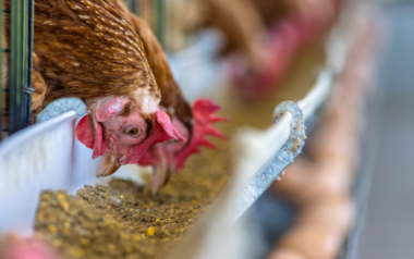 Benefits of insoluble fibers in poultry production