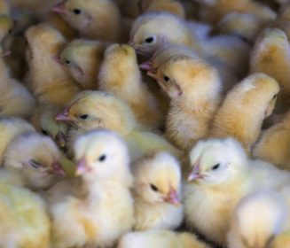 Sector avícola boliviano no puede importar genética aviar por escasez de dólares