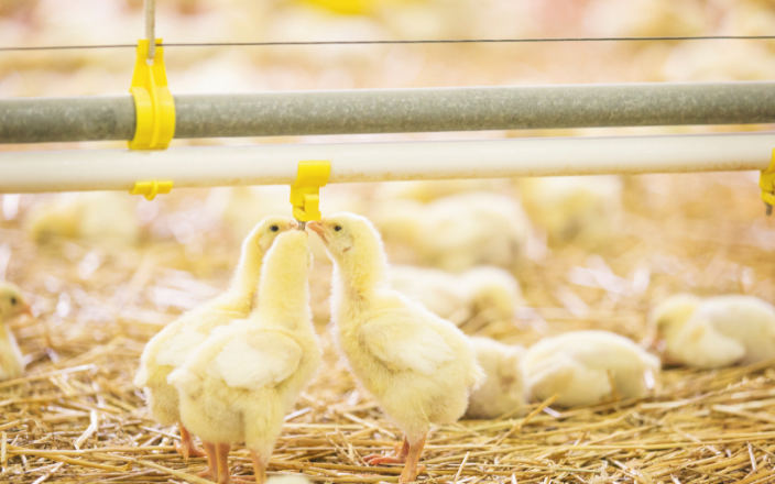 Importance of water quality in poultry