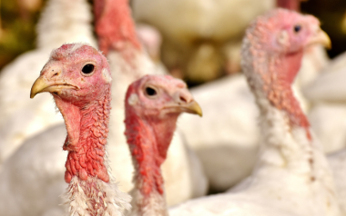 Blackhead disease in commercial turkeys and broilers