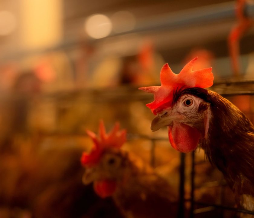 Perú: Se presenta brote de Influenza Aviar en granja de gallinas ponedoras comercial