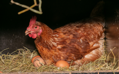 Hens may suddenly stop laying eggs