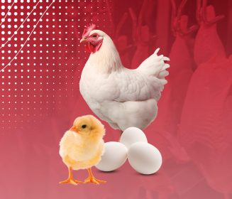 Impacto da qualidade de ovos férteis e pintos de um dia no percentual de perdas e condenações nas plantas de abate de frangos no Brasil – PARTE I