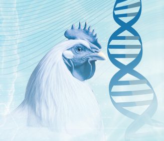 Iamgen Revista Melhoramento genético garante uma produção futura mais sustentável: seleção genética equilibrada e otimizada com a genômica