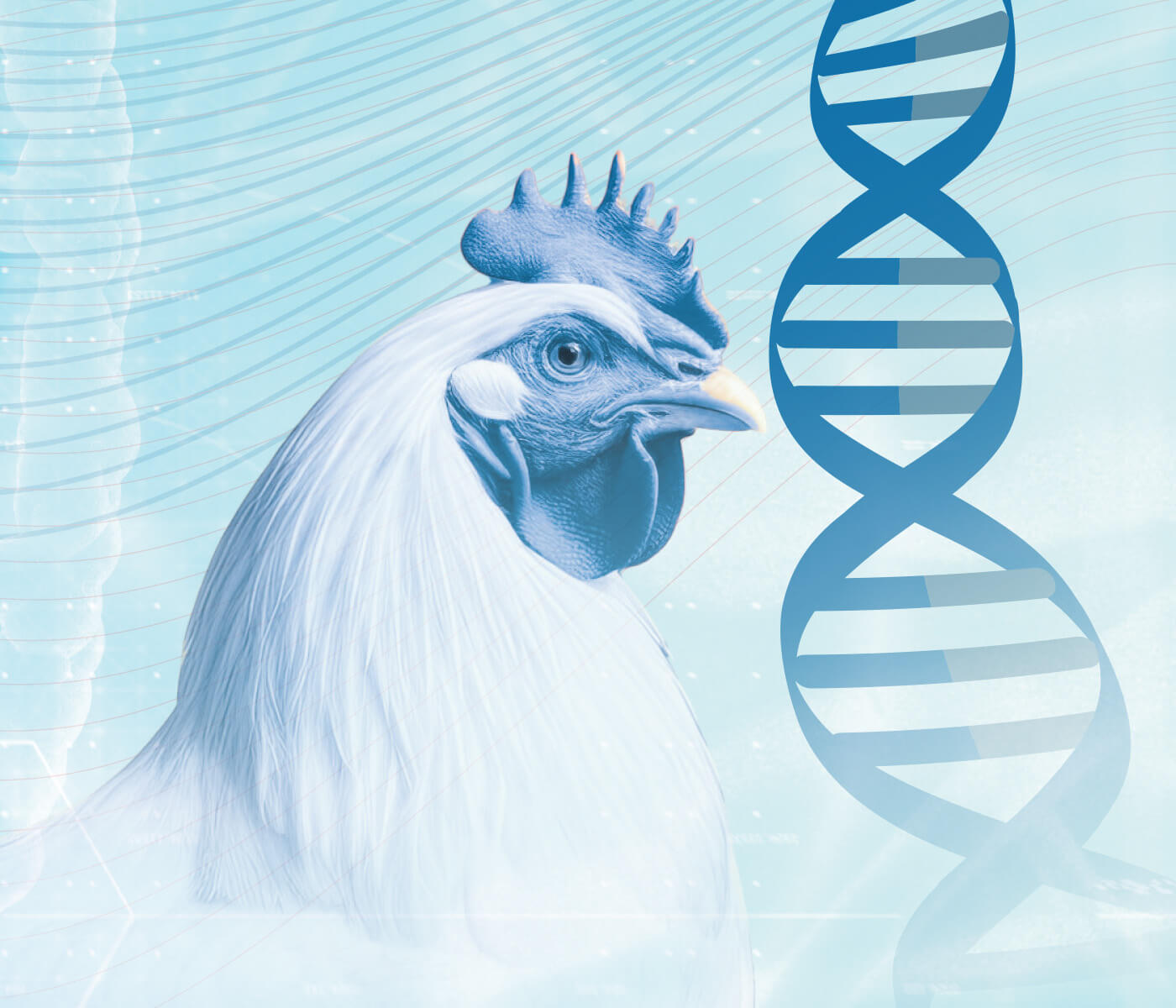 Melhoramento genético garante uma produção futura mais sustentável: seleção genética equilibrada e otimizada com a genômica