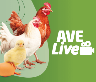 AVELIVE vai reunir mais de 20 lideranças da avicultura brasileira durante o SIAVS 2024