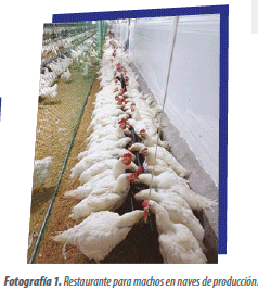 Fertilidad de los gallos: determinante en la productividad de un lote