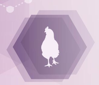 Iamgen Revista Uso de hormônios na alimentação de frango: mito ou verdade?