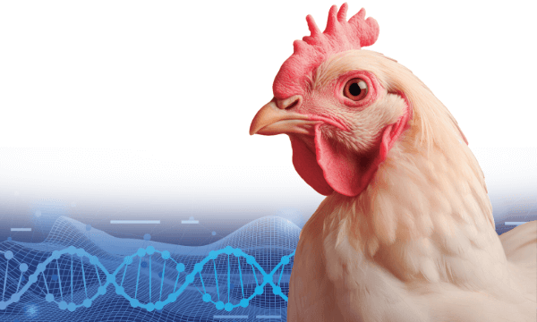Uso de hormônios na alimentação de frango: mito ou verdade?