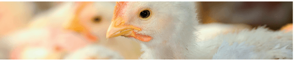 Impacto da qualidade de ovos férteis e pintos de um dia no percentual de perdas e condenações nas plantas de abate de frangos no Brasil – PARTE I