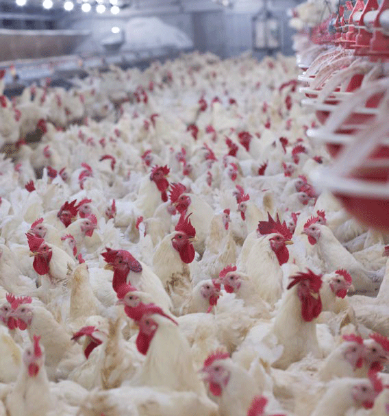 Fertilidad de los gallos: determinante en la productividad de un lote