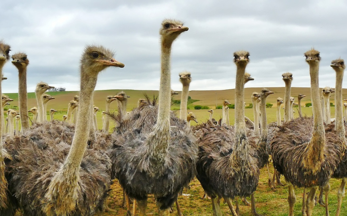 Ostrich industry overview