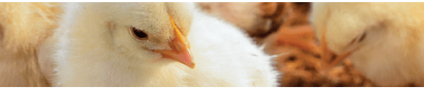 MCassab debate uso de antimicrobianos em aves no Simpósio Brasil Sul de Avicultura