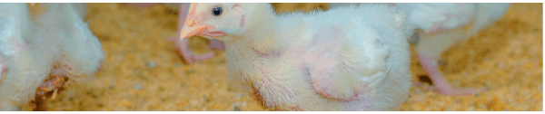 Estratégias no uso prudente de anticoccidianos em frangos de corte