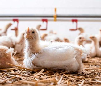 Construyendo reservas de selenometionina: la póliza de seguro del pollo de engorda