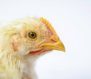 Iamgen Revista La granja del mañana: modelo de producción exitoso en pollos de engorde