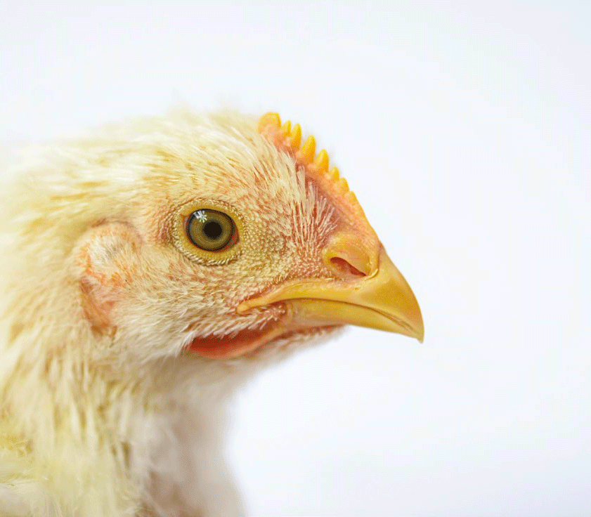 La granja del mañana: modelo de producción exitoso en pollos de engorde