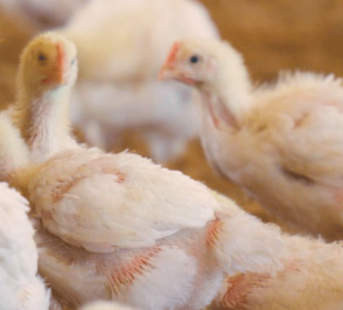Iamgen Revista Proyecto NETPOULSAFE: Resultados del coaching para mejorar la bioseguridad de las explotaciones avícolas