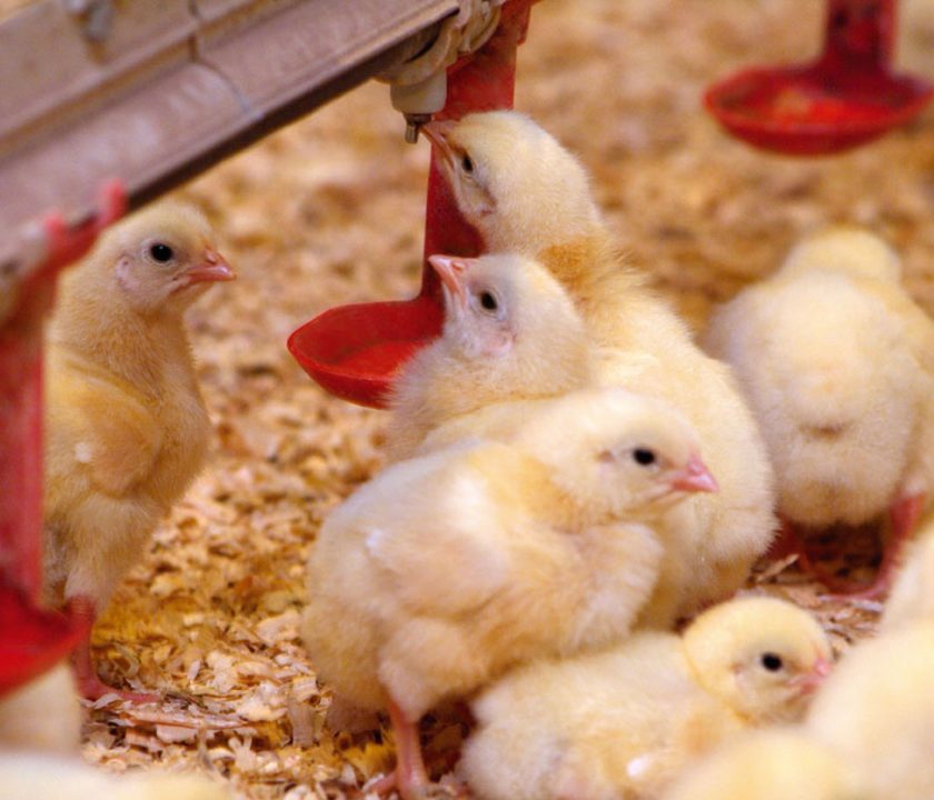 El sector avícola catalán mejora sus resultados en este último año
