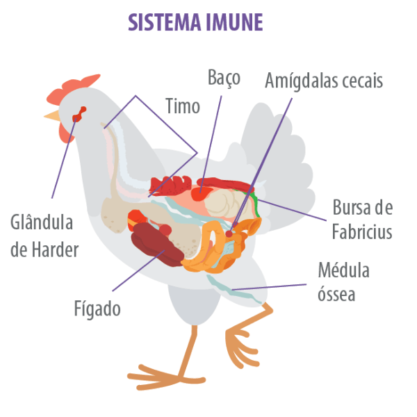 Patologia do sistema imune no diagnóstico da imunodepressão em aves 
