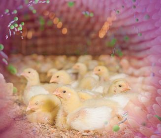 Iamgen Revista Producción de aves libre de antibióticos como promotores de crecimiento en el alimento