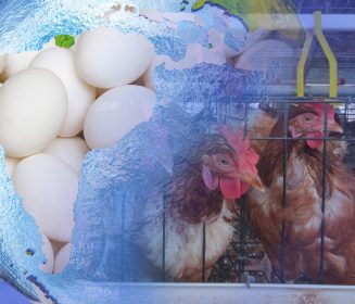 Imagen Revista Retos y desafíos que debe afrontar el sector productor de huevo en Latinoamérica